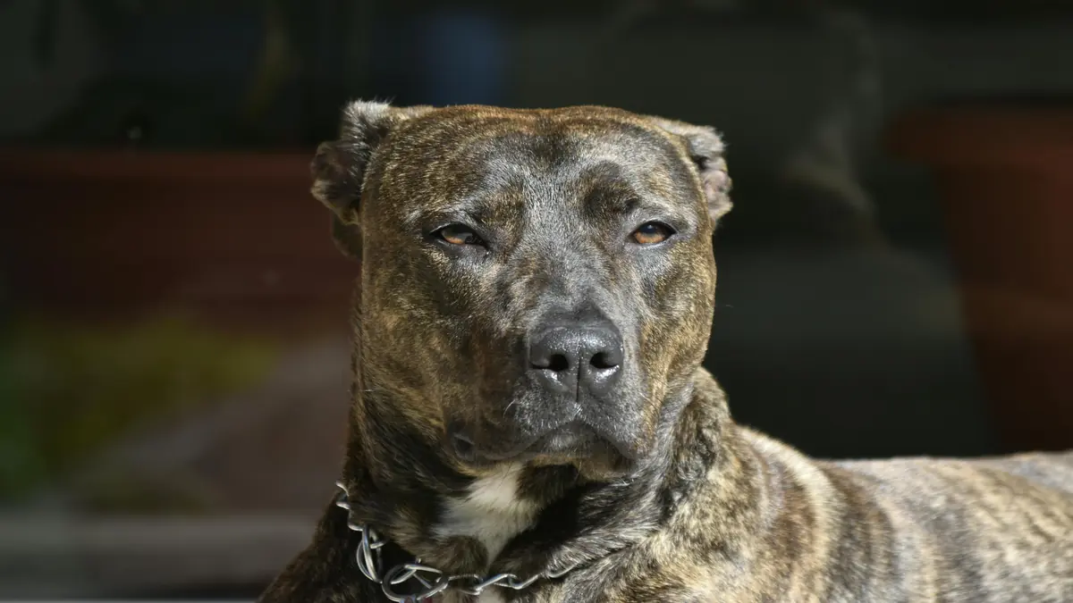 Canil Amstaff