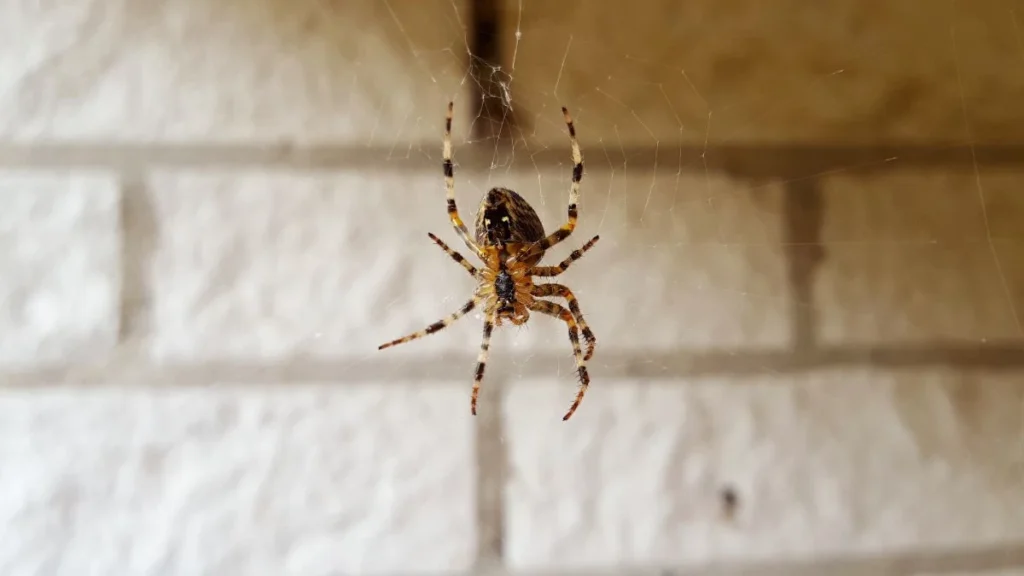 Como afastar aranhas do quarto