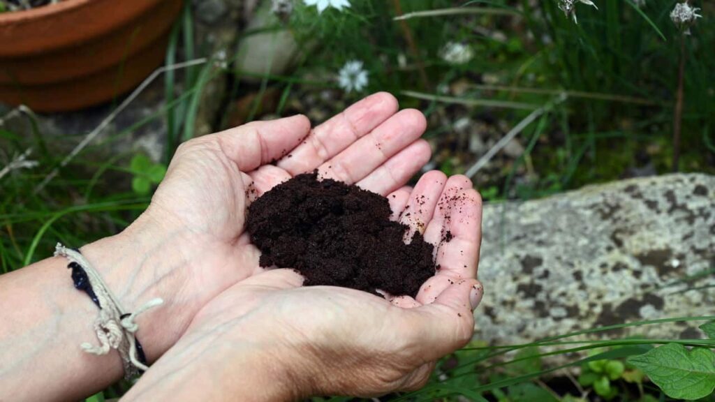 A borra de café favorece o crescimento de plantas rápidas -