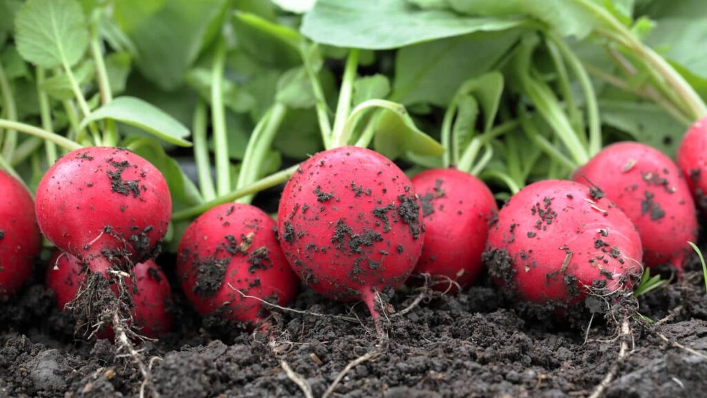 Legumes que crescem rápido: aprenda a colher em tempo recorde!