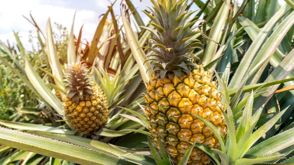 Descubra dicas simples para cultivar abacaxi em casa!