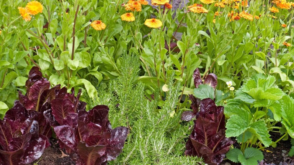 plantio consorciado: a solução para uma agricultura sustentável