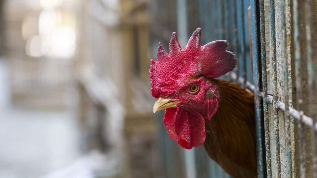 Carne brasileira liberada em países que suspenderam restrições -