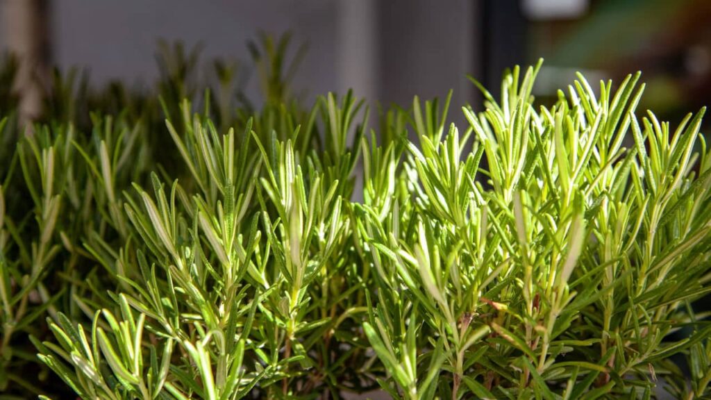 A erva essencial para o seu jardim caseiro -