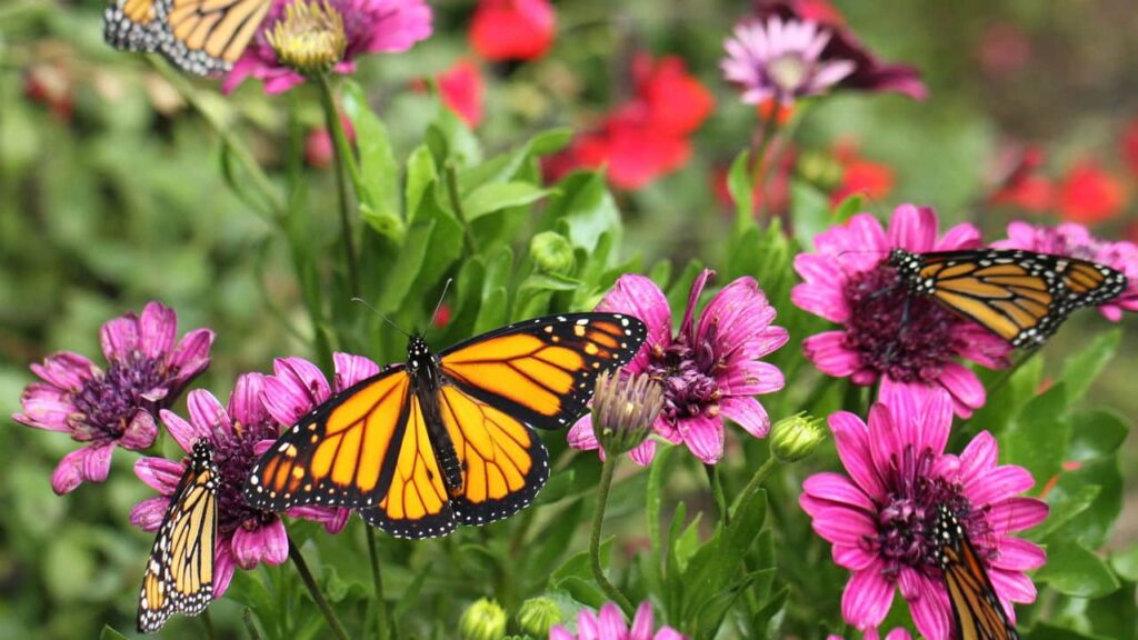A nova tendência de jardins que atraem borboletas -