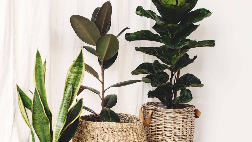As 8 plantas ideais para embelezar sua casa em 2025 -
