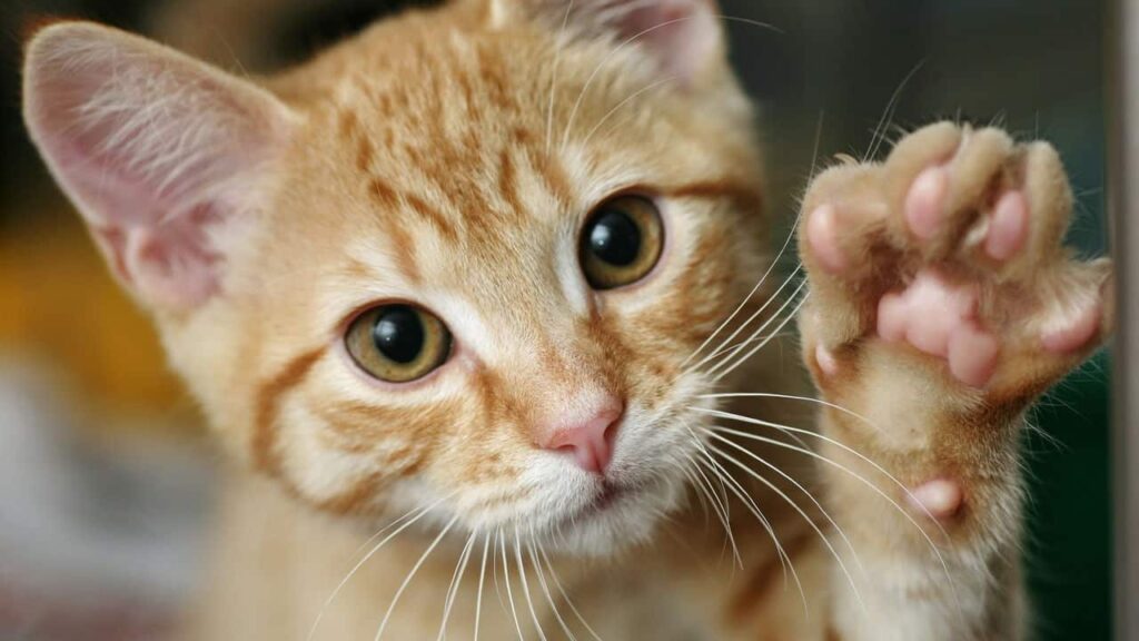 10 arranhadores que melhoram a rotina do seu gato agitado -