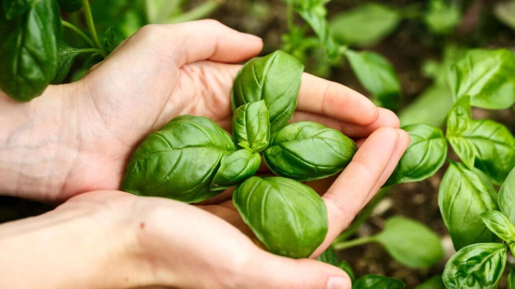 Como cultivar manjericão fresco em casa de forma simples -