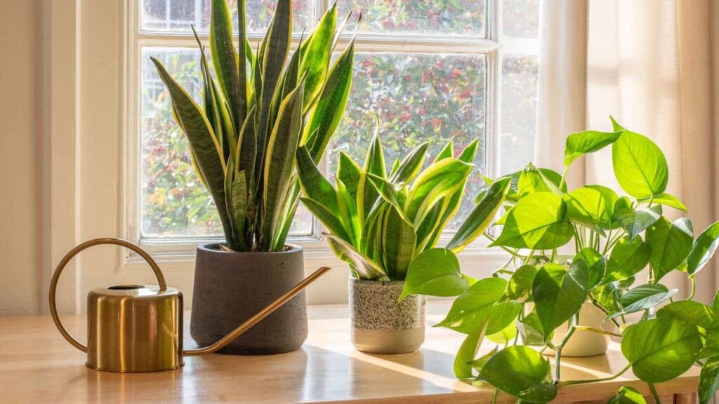A planta resistente que purifica o ar e protege sua casa -