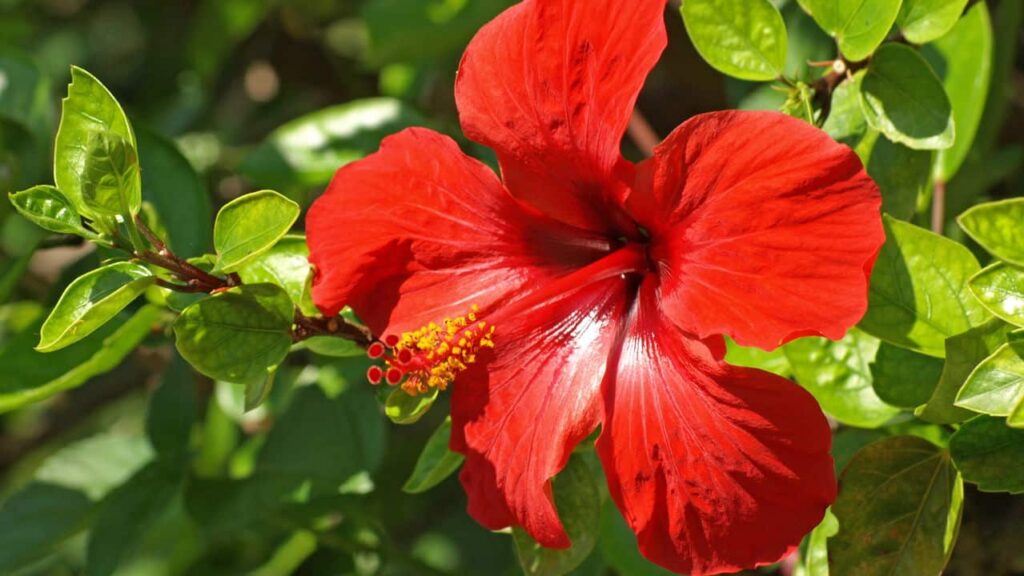 Flores vermelhas para um jardim vibrante e atrativo -