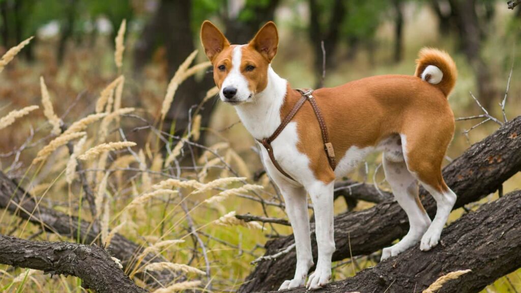 Quatro Raças De Cães Mais Inteligentes Que Você Deve Conhecer -