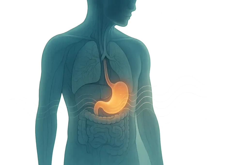 7 curiosidades sobre o seu sistema digestivo 7 curiosidades sobre o seu sistema digestivo