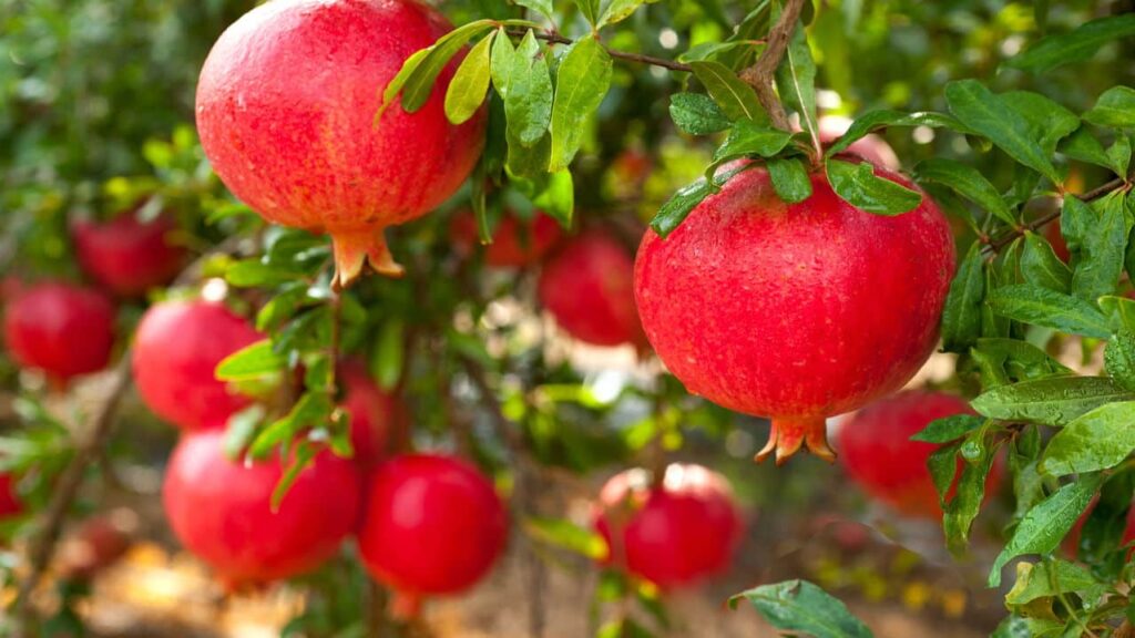 Fruta fácil de plantar em casa ajuda a proteger o coração