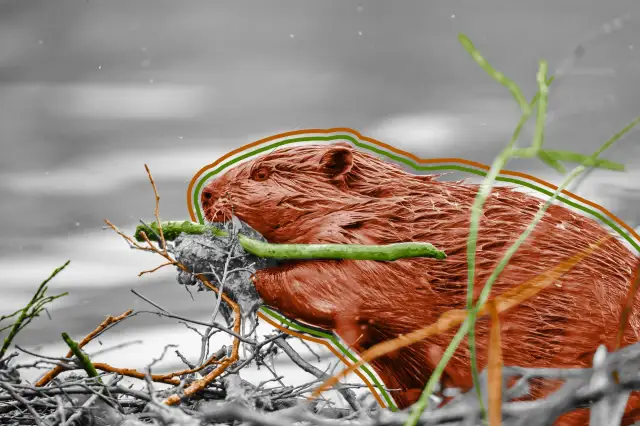 A maior represa de castor do mundo é visível do espaço.