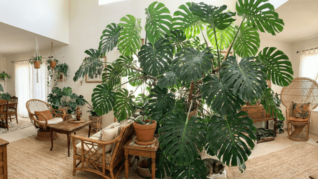 Planta gigante transforma a decoração em clima de selva